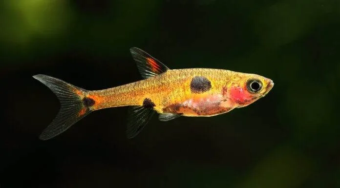 Boraras maculatus