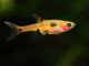 Fiche du poisson Boraras maculatus (Rasbora pigmée, rasbora tacheté) Boraras maculatus
