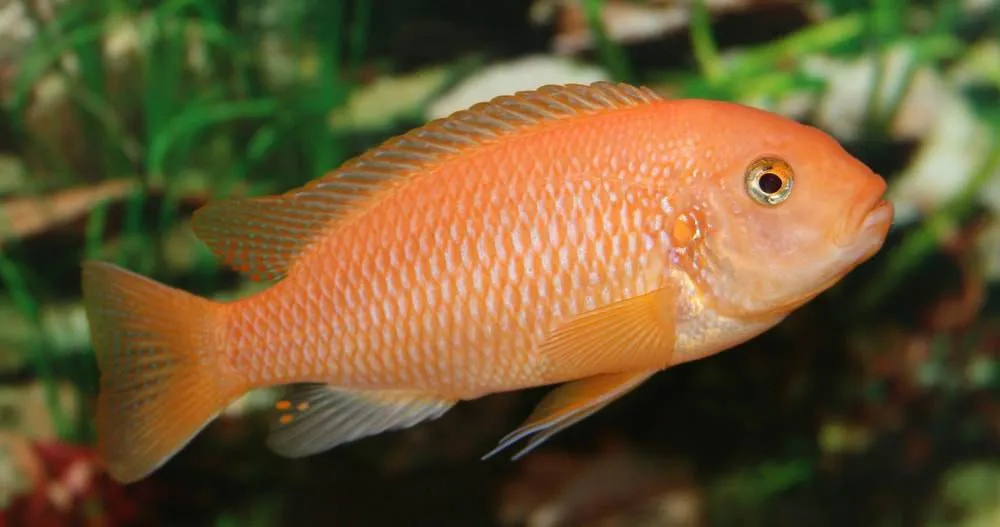 Maylandia estherae orange