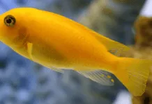 Fiche du poisson Maylandia estherae Maylandia estherae