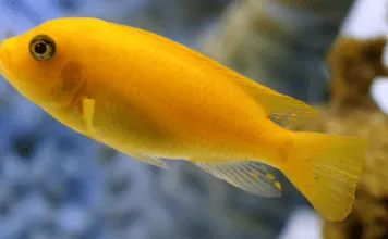 Fiche du poisson Maylandia estherae Maylandia estherae