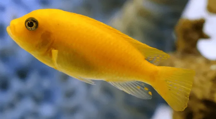 Fiche du poisson Maylandia estherae Maylandia estherae