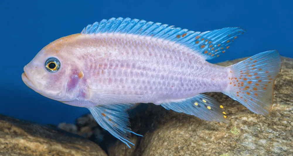 femelle grise Maylandia estherae