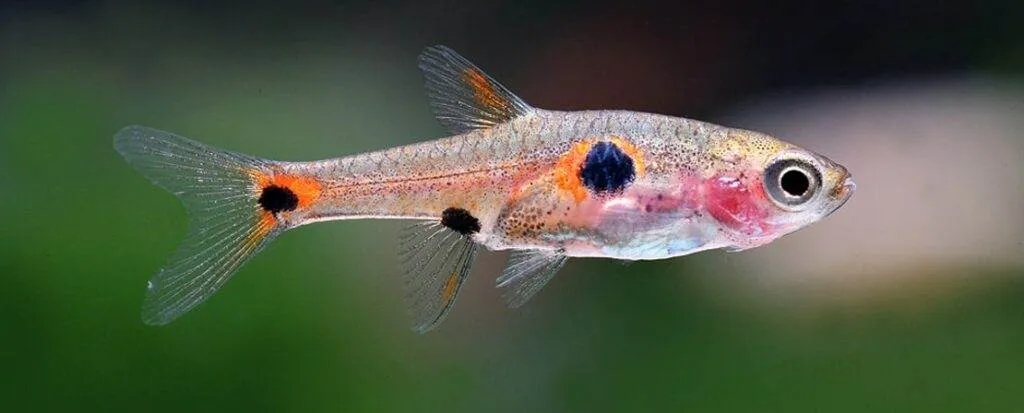 Rasbora pigmée
