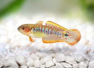 Tateurndina ocellicauda