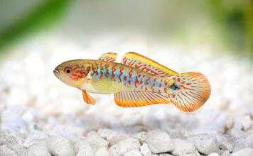 Tateurndina ocellicauda