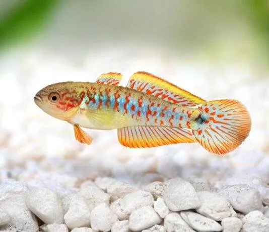 Tateurndina ocellicauda