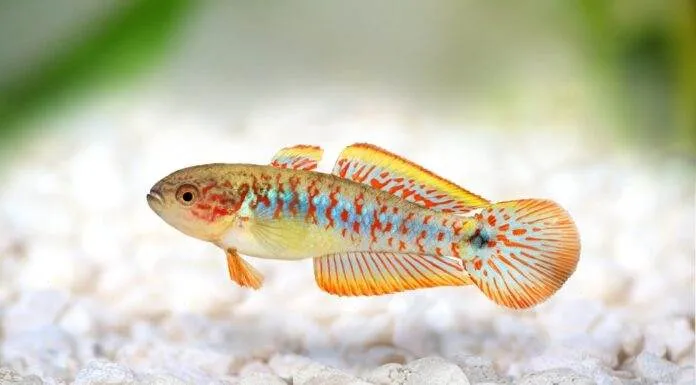 Tateurndina ocellicauda