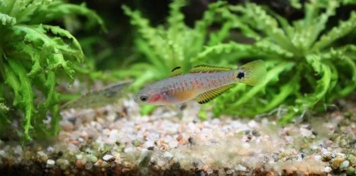 Tateurndina ocellicauda