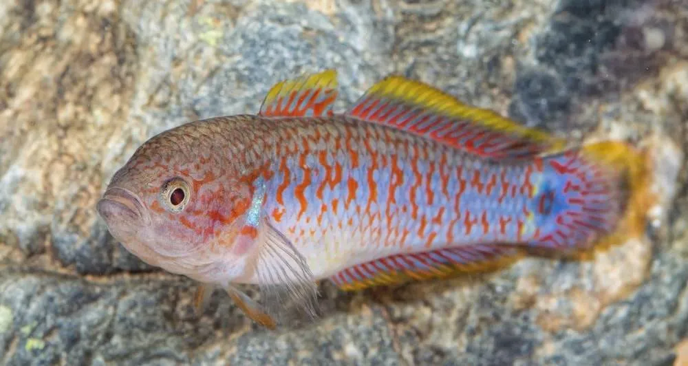 Tateurndina ocellicauda