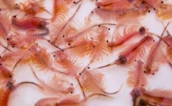Nauplies d’artémia : nourriture vivante pour les poissons artémias