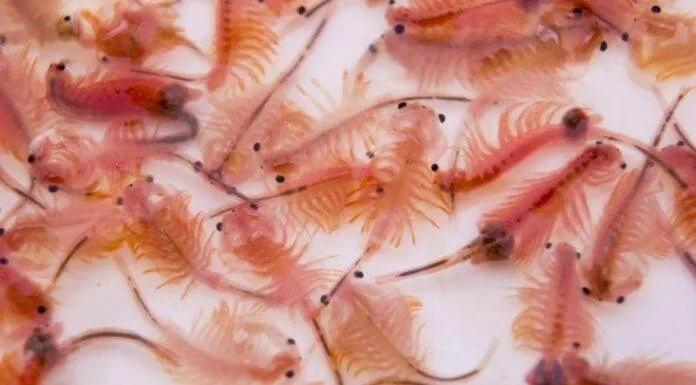 Nauplies d’artémia : nourriture vivante pour les poissons artémias