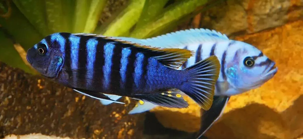 couple Cynotilapia afra