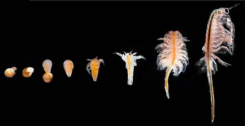 evolution d'artémias