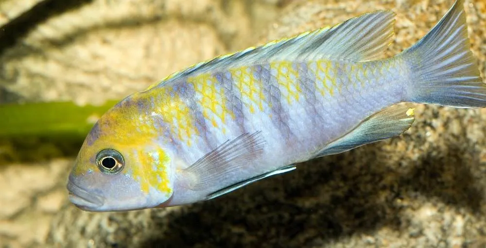 femelle Cynotilapia afra