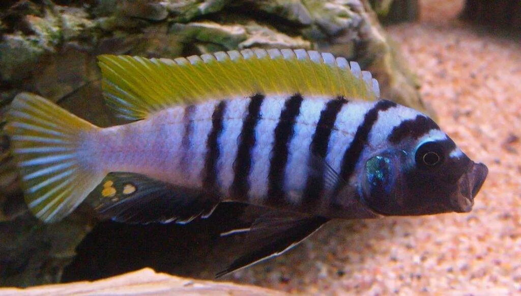 poisson Cynotilapia afra