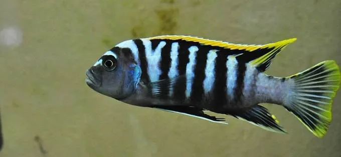 poisson Cynotilapia afra (1)