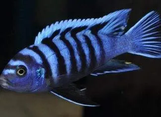 poisson Cynotilapia afra