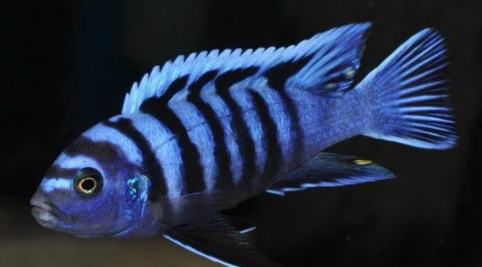 Fiche du poisson Cynotilapia afra « Cobué » poisson Cynotilapia afra