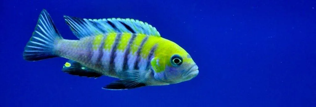 poisson Cynotilapia afra (2)