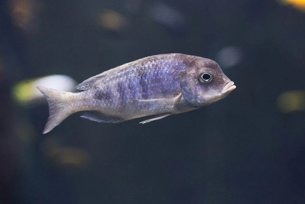 poisson Cynotilapia afra