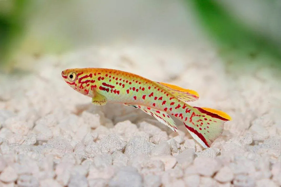 poisson Fundulopanchax gardneri (1) poisson Fundulopanchax gardneri 1