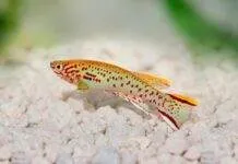 poisson Fundulopanchax gardneri 1
