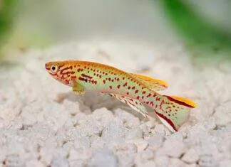 poisson Fundulopanchax gardneri 1