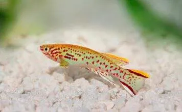 poisson Fundulopanchax gardneri 1