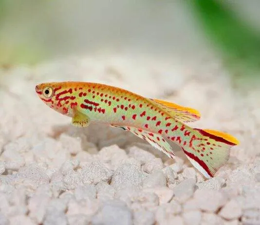 poisson Fundulopanchax gardneri 1