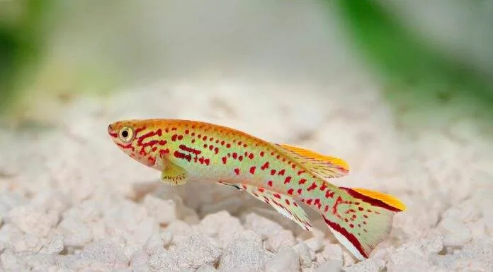 poisson Fundulopanchax gardneri 1