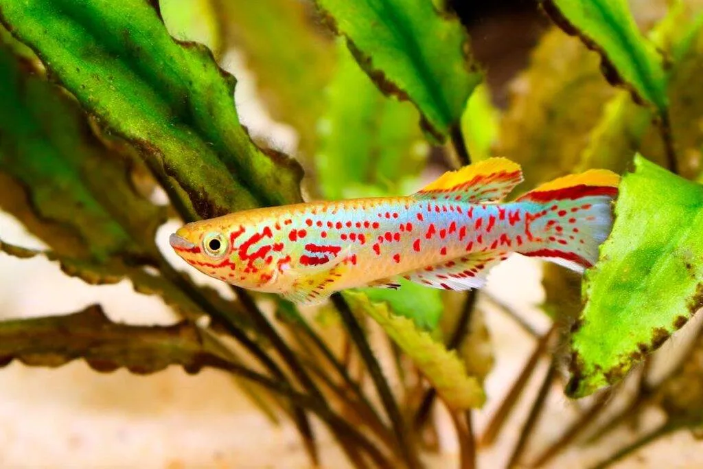 poisson Fundulopanchax gardneri2