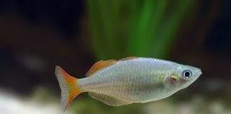 poisson Melanotaenia praecox