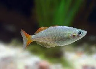 poisson Melanotaenia praecox