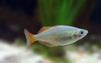 poisson Melanotaenia praecox
