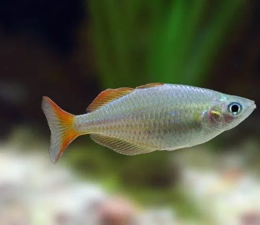 poisson Melanotaenia praecox