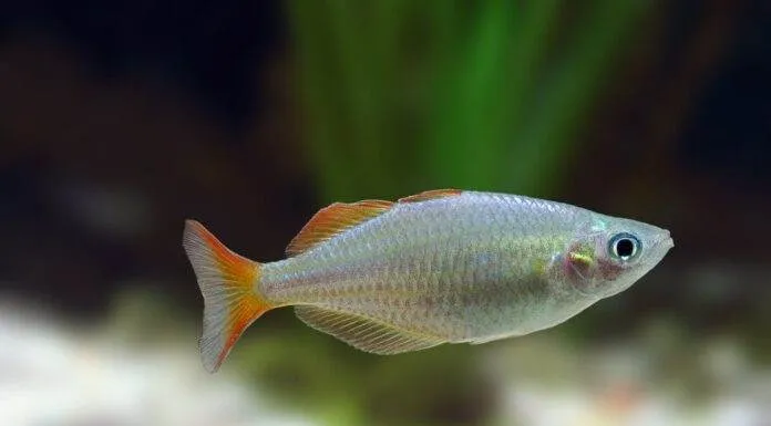 poisson Melanotaenia praecox