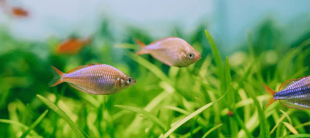 poisson Melanotaenia praecox