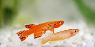 poissons killies