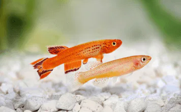 poissons killies