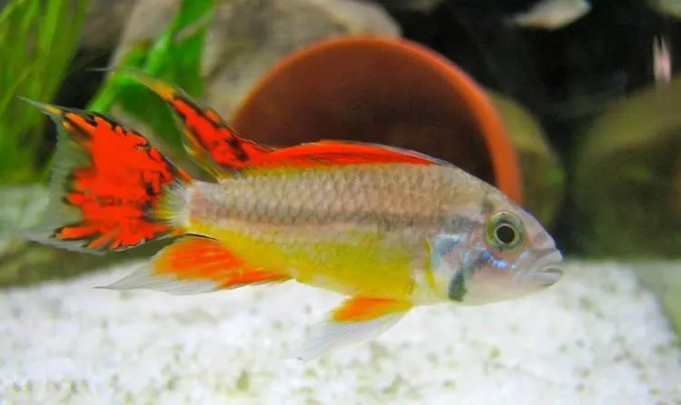 Apisto perroquet
