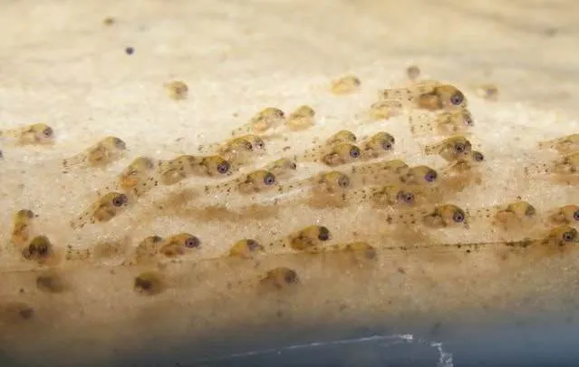 Apistogramma borellii alevins