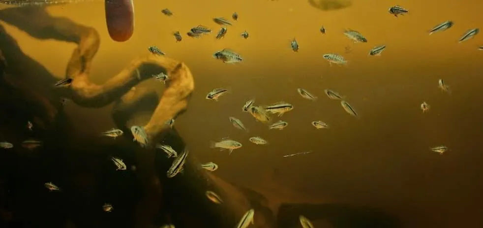 Apistogramma borellii alevins