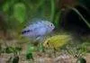 Expérience dans la reproduction des Apistogramma borellii Apistogramma borellii