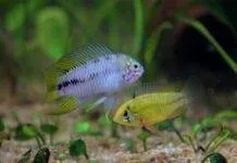 Expérience dans la reproduction des Apistogramma borellii Apistogramma borellii