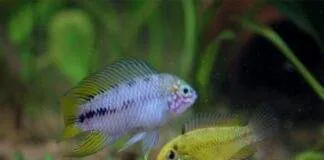 Expérience dans la reproduction des Apistogramma borellii Apistogramma borellii