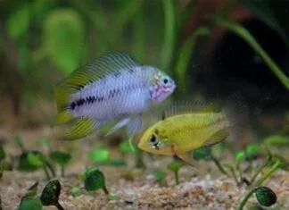 Apistogramma borellii