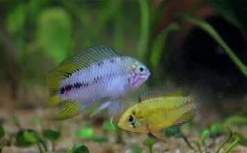 Expérience dans la reproduction des Apistogramma borellii Apistogramma borellii