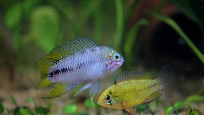 Expérience dans la reproduction des Apistogramma borellii Apistogramma borellii