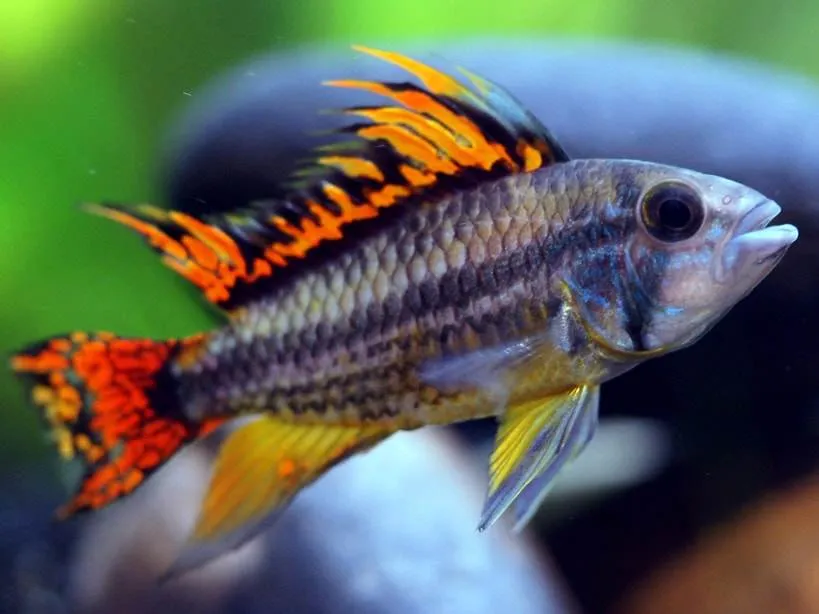 Apistogramma-perroquet